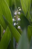 konwalia majowa Convallaria majalis rezerwat 'Bojarski Grąd' Nadbużański Park Krajobrazowy