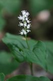 konwalijka dwulistna Maianthemum bifolium rezerwat 'Bojarski Grąd' Nadbużański Park Krajobrazowy