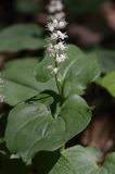 konwalijka dwulistna Maianthemum bifolium rezerwat 'Bojarski Grąd' Nadbużański Park Krajobrazowy