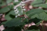 konwalijka dwulistna Maianthemum bifolium rezerwat 'Bojarski Grąd' Nadbużański Park Krajobrazowy