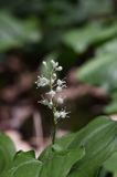 konwalijka dwulistna Maianthemum bifolium rezerwat 'Bojarski Grąd' Nadbużański Park Krajobrazowy