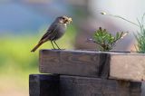 kopciuszek Phoenicurus ochruros, samica z pokarmem w dziobie