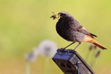 kopciuszek Phoenicurus ochruros, samiec z pokarmem w dziobie