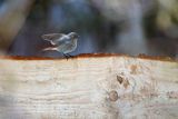 Kopciuszek, Phoenicurus ochruros, samiec o zmroku