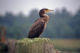 Kormoran Phalacrocorax carbo)