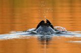 Kormoran czarny, Phalacrocorax carbo