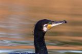 Kormoran czarny, Phalacrocorax carbo