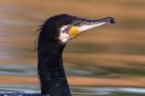 Kormoran czarny, Phalacrocorax carbo