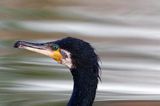 Kormoran czarny, Phalacrocorax carbo