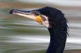 Kormoran czarny, Phalacrocorax carbo