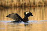 Kormoran czarny, Phalacrocorax carbo