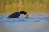 Kormoran czarny, Phalacrocorax carbo