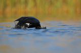 Kormoran czarny, Phalacrocorax carbo