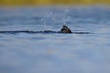 Kormoran czarny, Phalacrocorax carbo