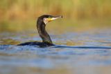 Kormoran czarny, Phalacrocorax carbo