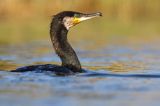 Kormoran czarny, Phalacrocorax carbo