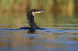 Kormoran czarny, Phalacrocorax carbo