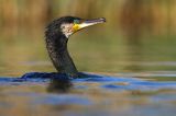 Kormoran czarny, Phalacrocorax carbo