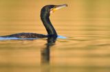 Kormoran czarny, Phalacrocorax carbo