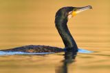 Kormoran czarny, Phalacrocorax carbo