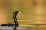 Kormoran czarny, Phalacrocorax carbo