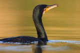 Kormoran czarny, Phalacrocorax carbo