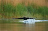 Kormoran czarny, Phalacrocorax carbo