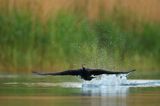 Kormoran czarny, Phalacrocorax carbo