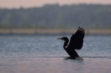 Kormoran czarny, Phalacrocorax carbo