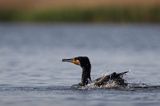 Kormoran czarny, Phalacrocorax carbo