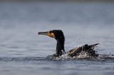 Kormoran czarny, Phalacrocorax carbo