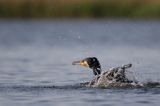 Kormoran czarny, Phalacrocorax carbo