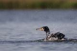 Kormoran czarny, Phalacrocorax carbo