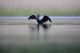 Kormoran czarny, Phalacrocorax carbo