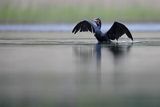 Kormoran czarny, Phalacrocorax carbo