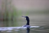 Kormoran czarny, Phalacrocorax carbo