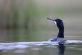 Kormoran czarny, Phalacrocorax carbo