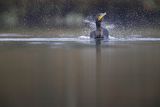 Kormoran czarny, Phalacrocorax carbo