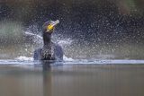 Kormoran czarny, Phalacrocorax carbo