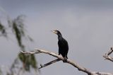 Kormoran czarny Phalacrocorax carbo)