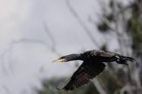 Kormoran czarny Phalacrocorax carbo)