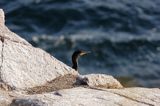 Kormoran czarny Phalacrocorax carbo)