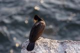 Kormoran czarny Phalacrocorax carbo)