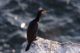 Kormoran czarny Phalacrocorax carbo)