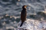 Kormoran czarny Phalacrocorax carbo)