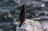 Kormoran czarny Phalacrocorax carbo)