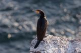 kormorany na klifach koło Hammerhavn, wyspa Bornholm, Dania, Kormoran czarny Phalacrocorax carbo)