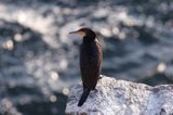 kormorany na klifach koło Hammerhavn, wyspa Bornholm, Dania, Kormoran czarny Phalacrocorax carbo)