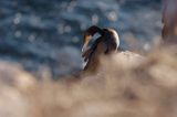 kormorany na klifach koło Hammerhavn, wyspa Bornholm, Dania, Kormoran czarny Phalacrocorax carbo)