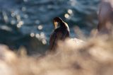 Kormoran czarny Phalacrocorax carbo)